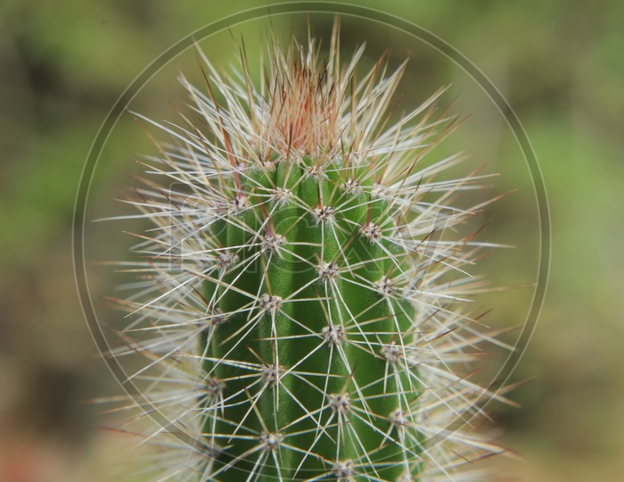 Hedgehog Cacti With Thorns Closeup Shot