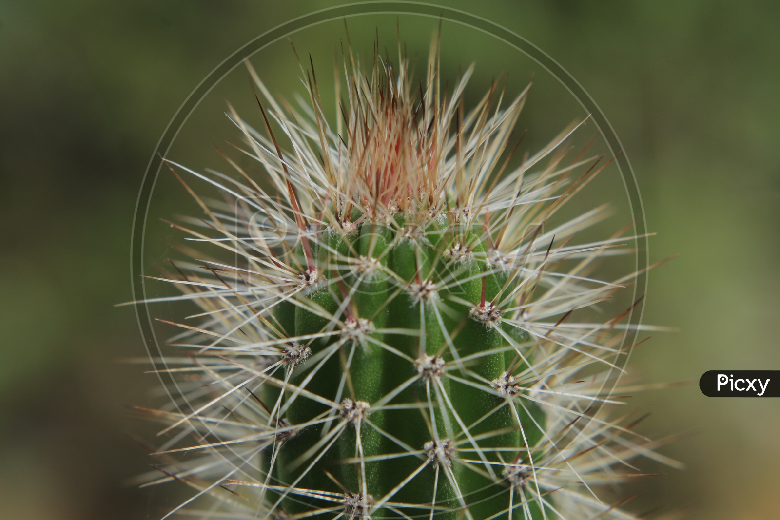 Hedgehog Cactus With Thorns