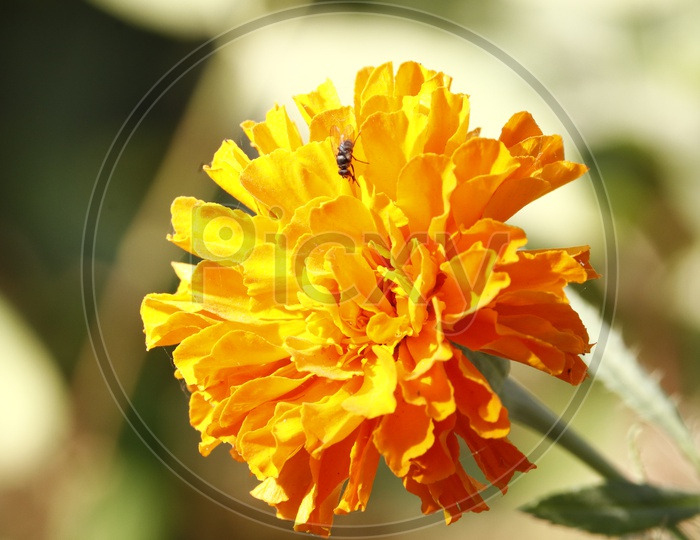 Mari Gold Flower  Closeup  Shot