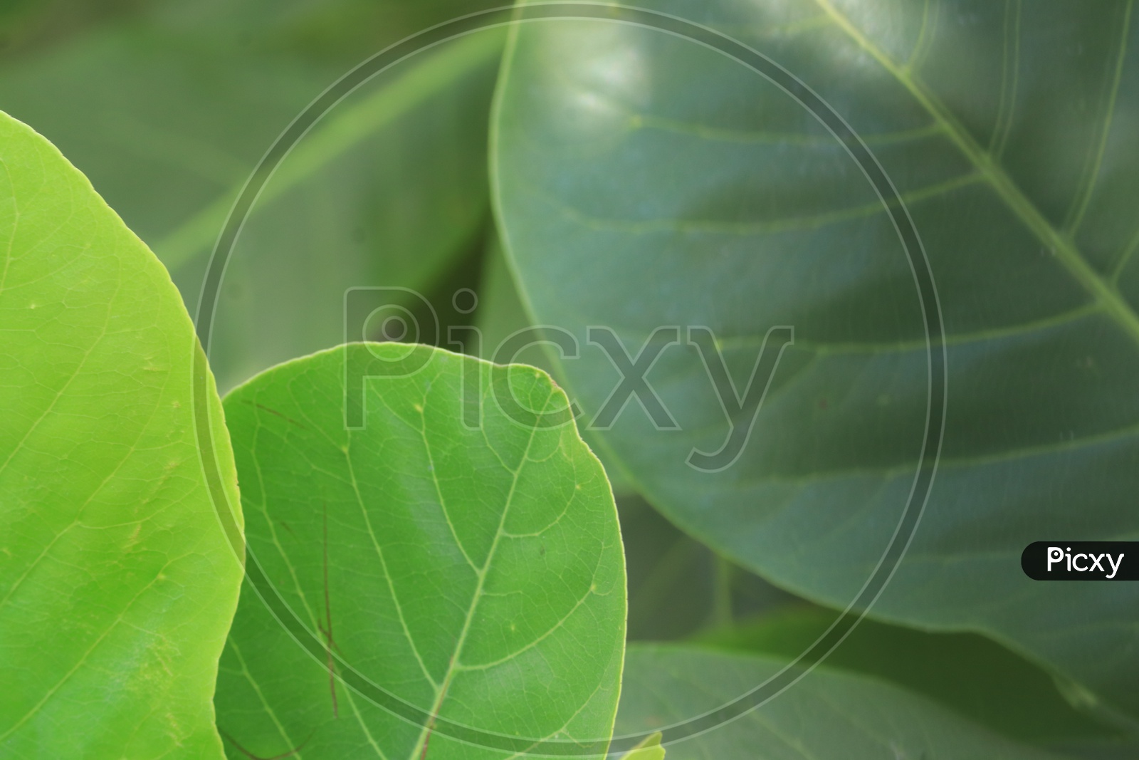A Green Leaf With Pattern and Details