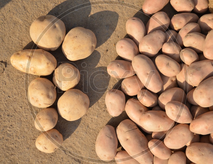 Potatoes on Ground  Closeup Shot