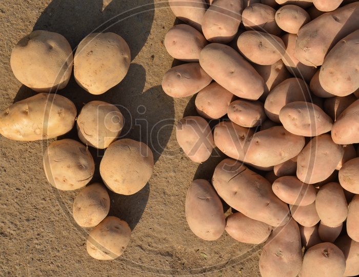 Potatoes Lying on Ground