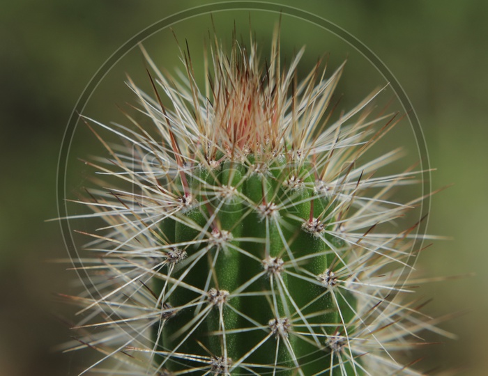 Hedgehog Cactus With Thorns
