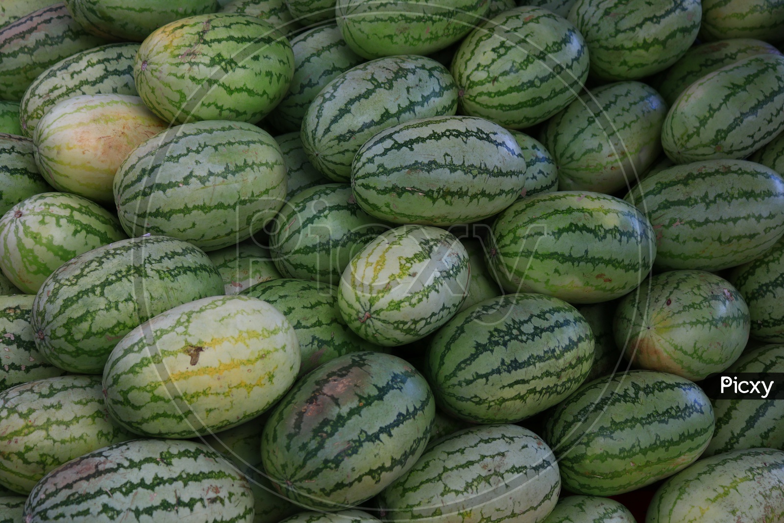 Watermelons  Closeup Shot
