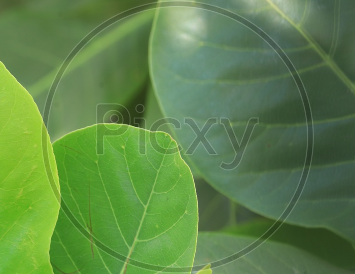 A Green Leaf With Pattern and Details