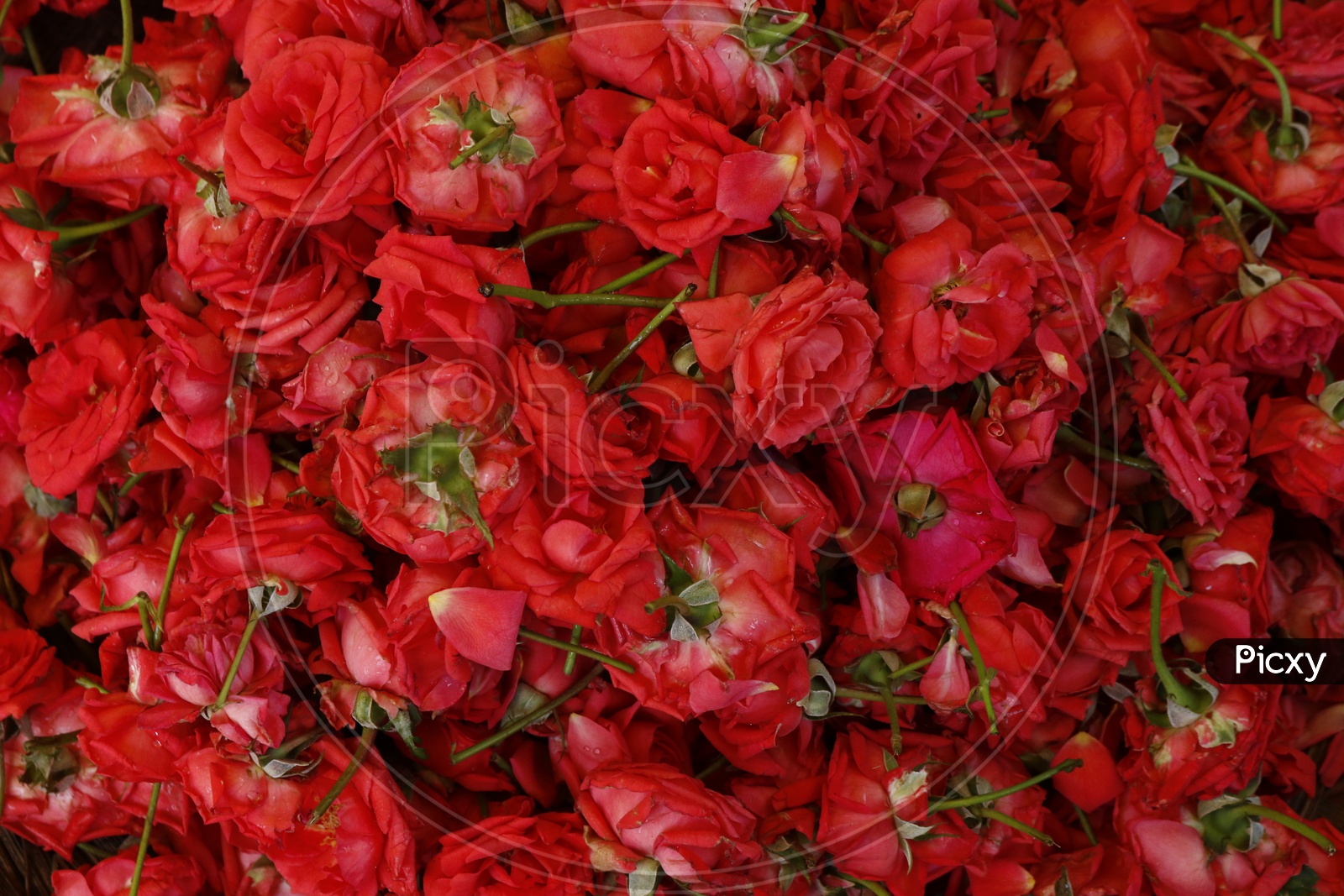 Red Roses - Flowers