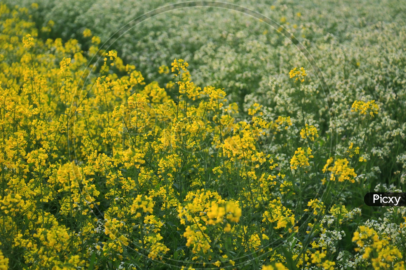 Mustard crop