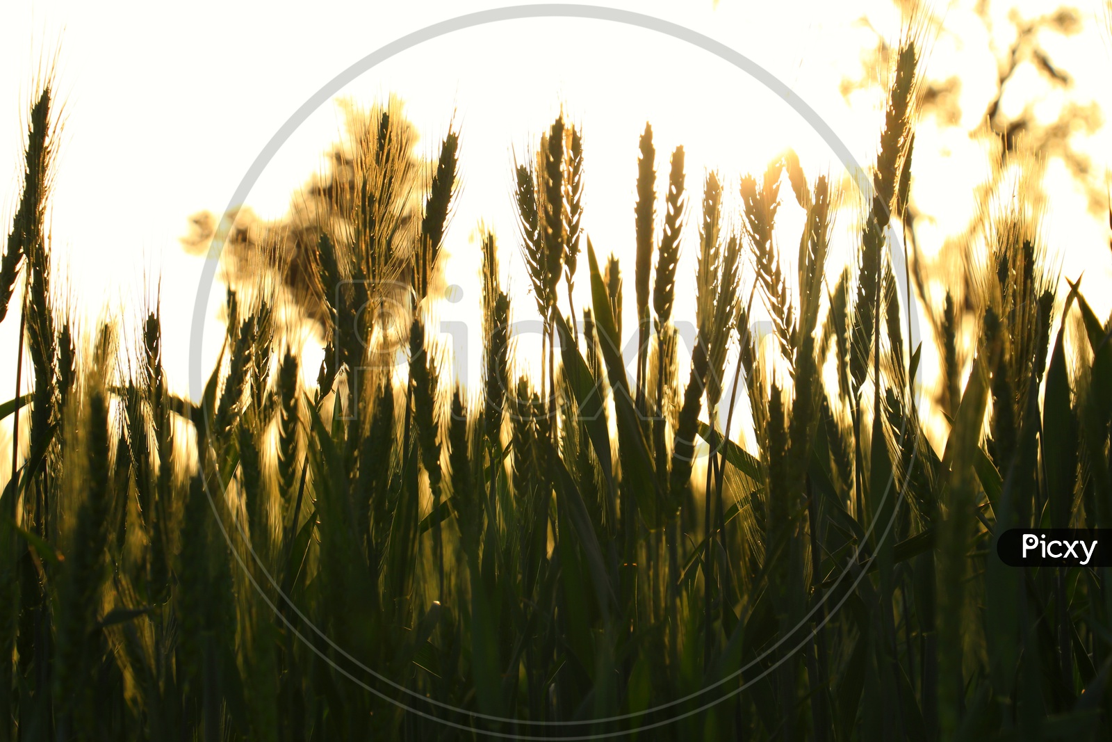 Silhouette of wheat fields