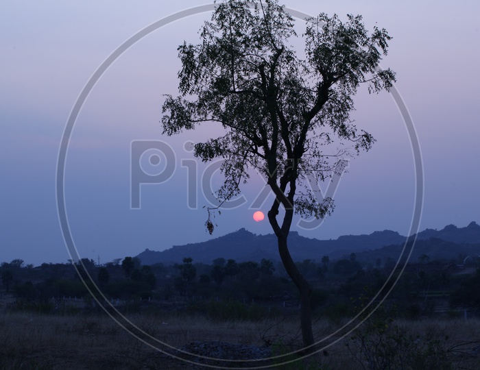 Silhouette of a Lone Tree over a Sunset Sun
