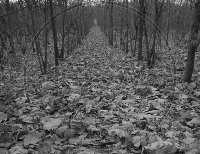 A path with full of dry leafs