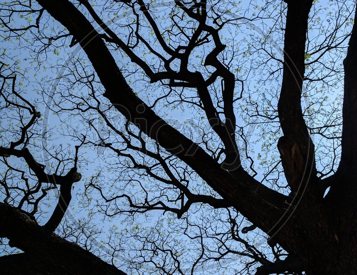 Silhouette  Of a Leafless Tree