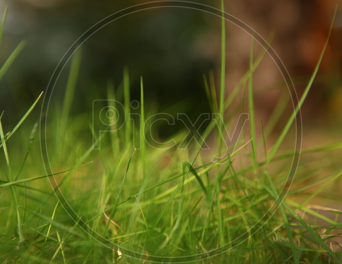 Green Garden Grass