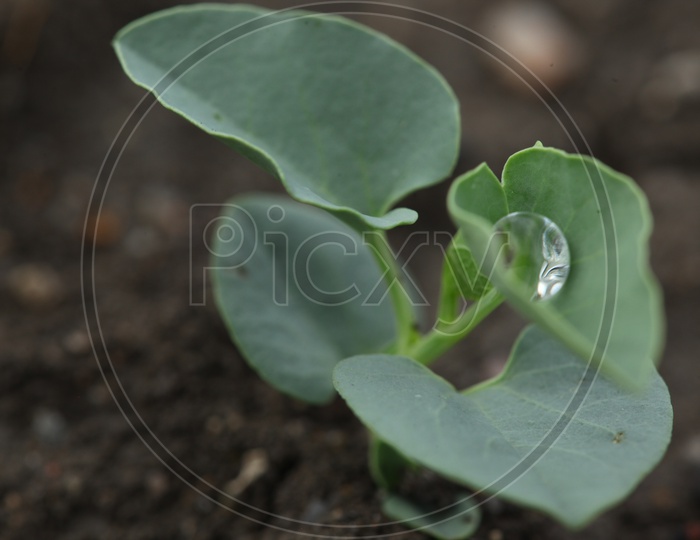 A Tiny Plant