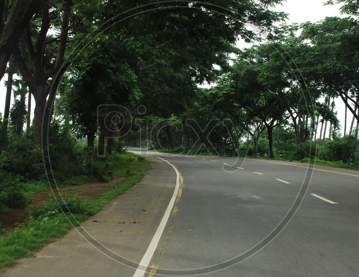 An empty road with large trees on the both sides