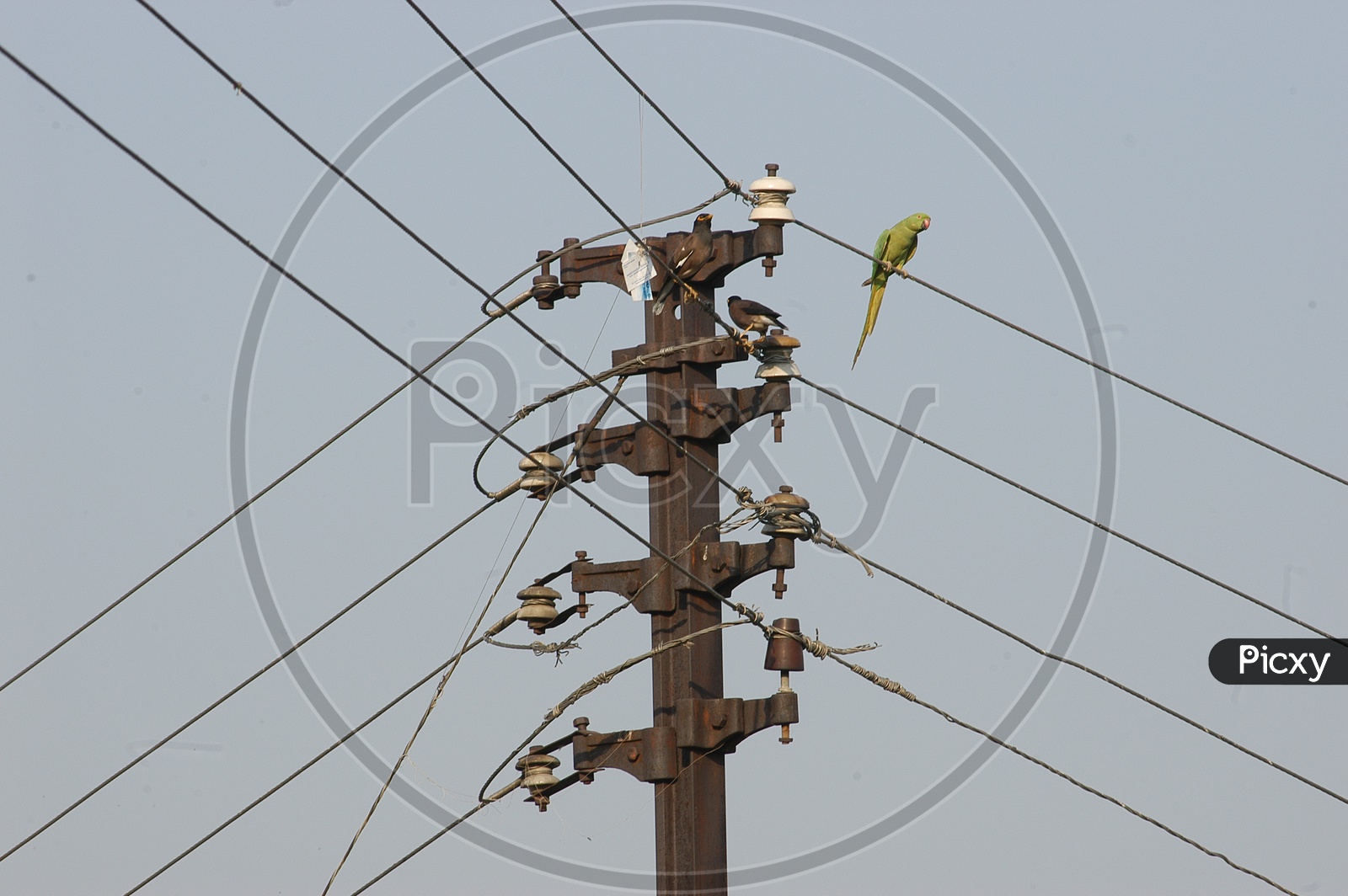 A parrot on a power transmission line