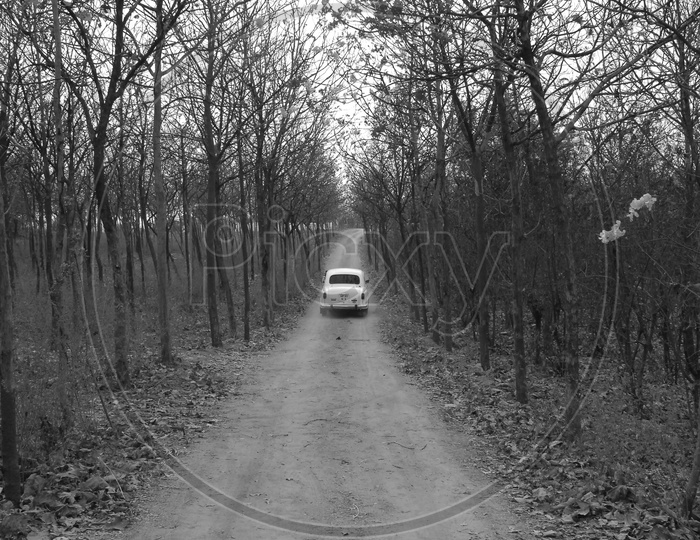 A vehicle moving in the forest