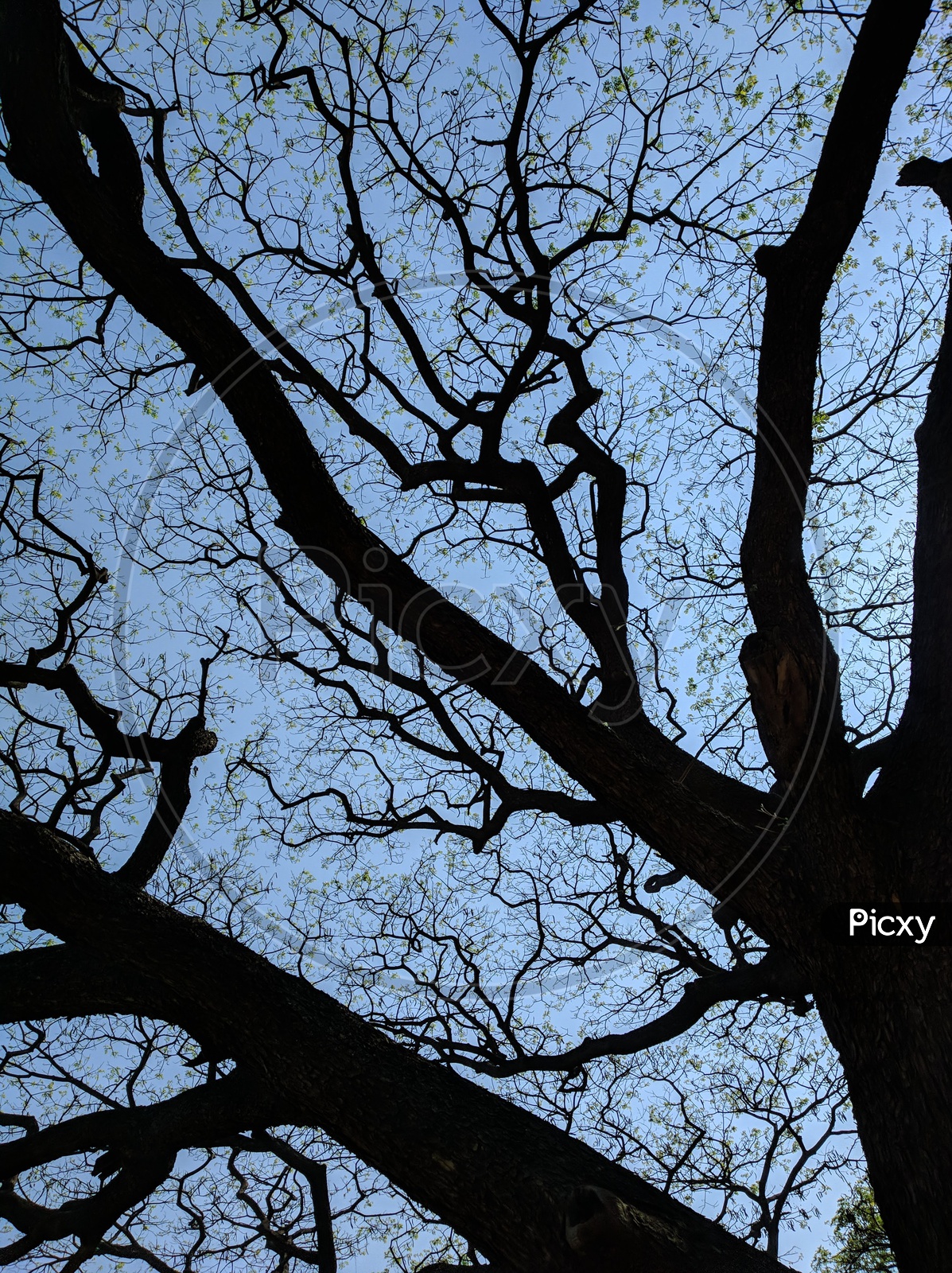 Silhouette  Of a Leafless Tree