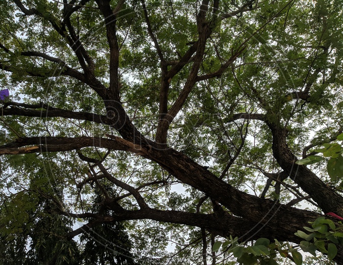 Tree  With Branches