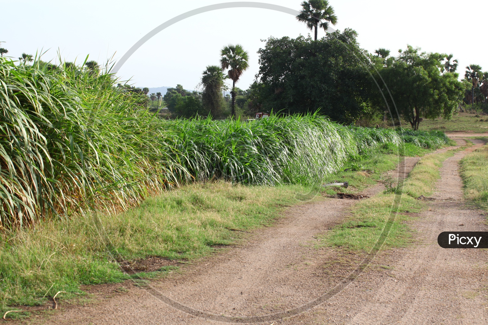 Sugar cane field