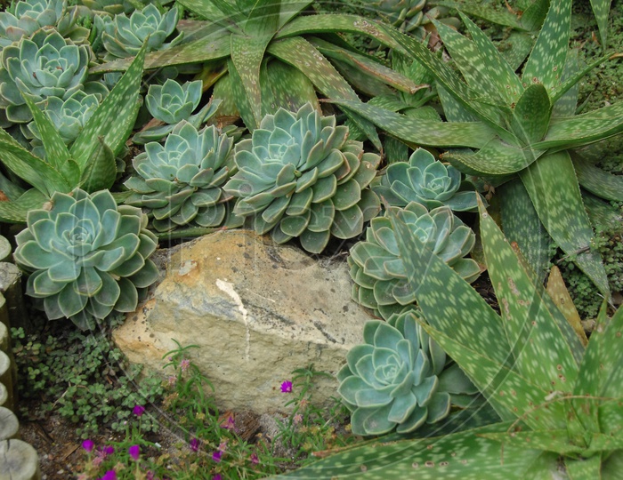 Succulent plants in a garden