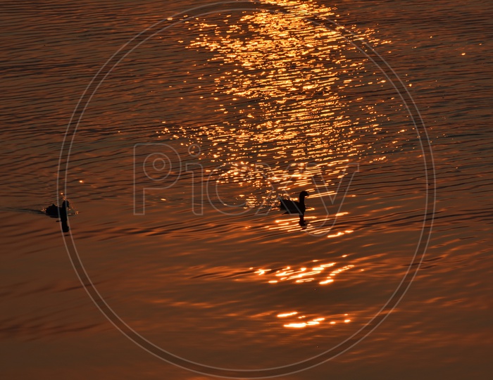 Ducks with sunset