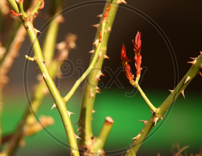 Thorns in Rose Plant Stem