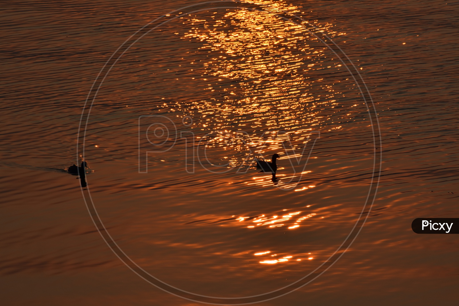 Ducks with sunset