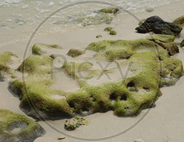 Moss in a beach