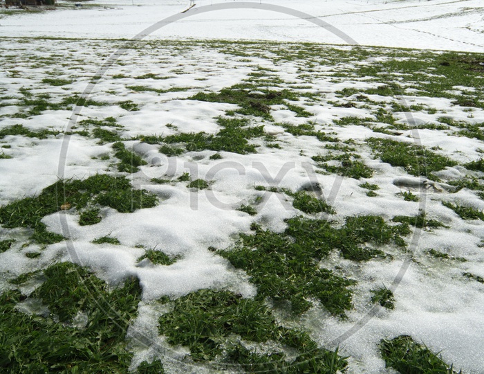 Snow on the grass alongside the Swiss Alps