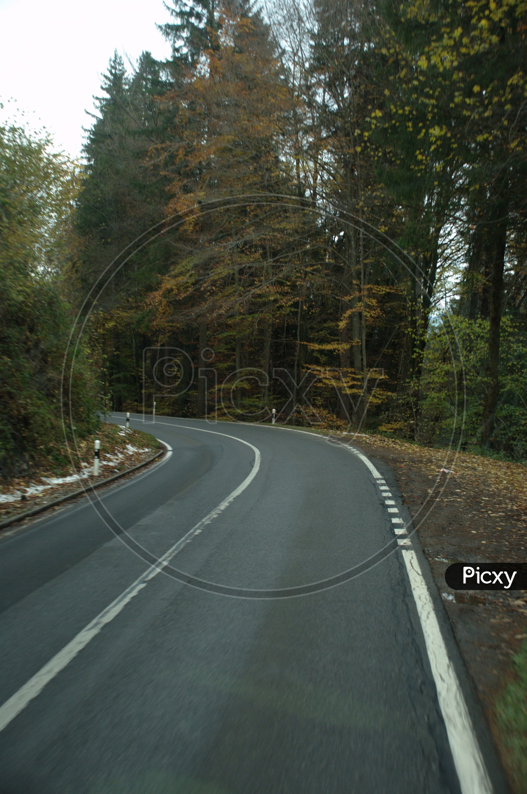 Roadway covered with trees