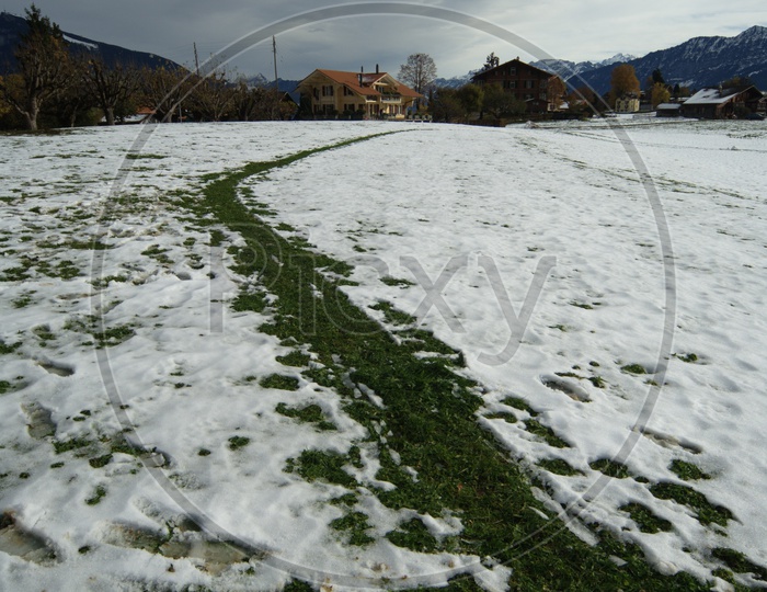 Green grass covered with snow