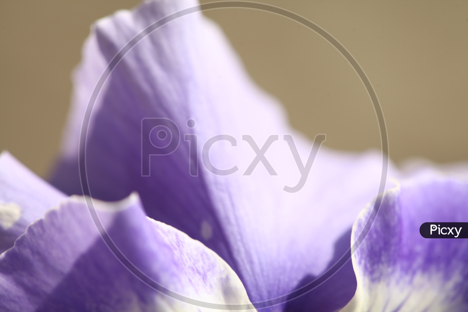 Close up of a purple flower petal
