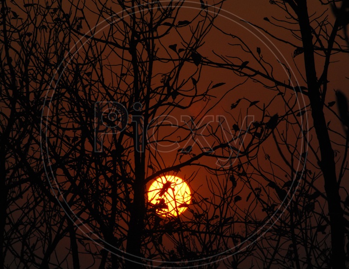 Silhouette of a tree during sunrise / sunset