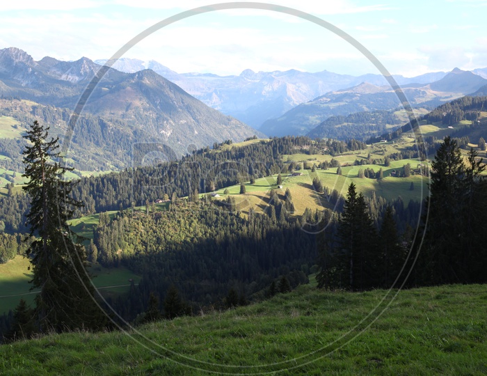 Alpine meadows and Swiss alps in the background