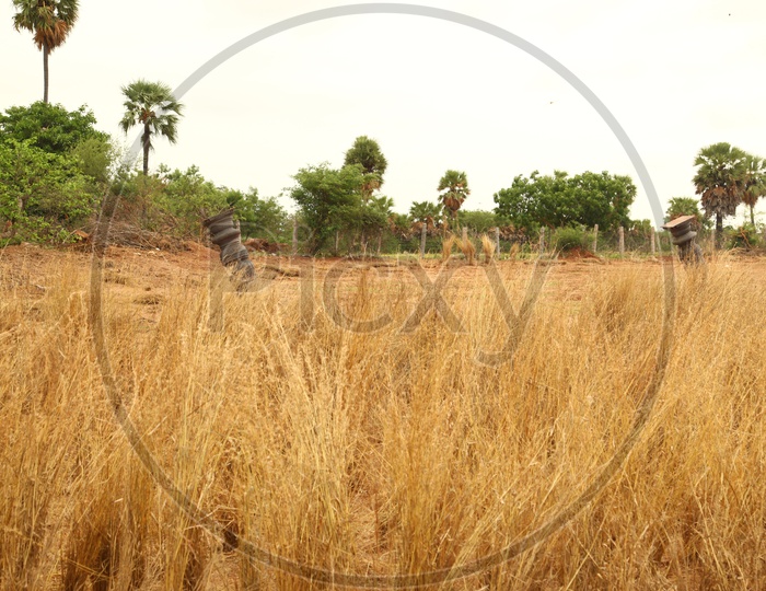 Dry grass in open land