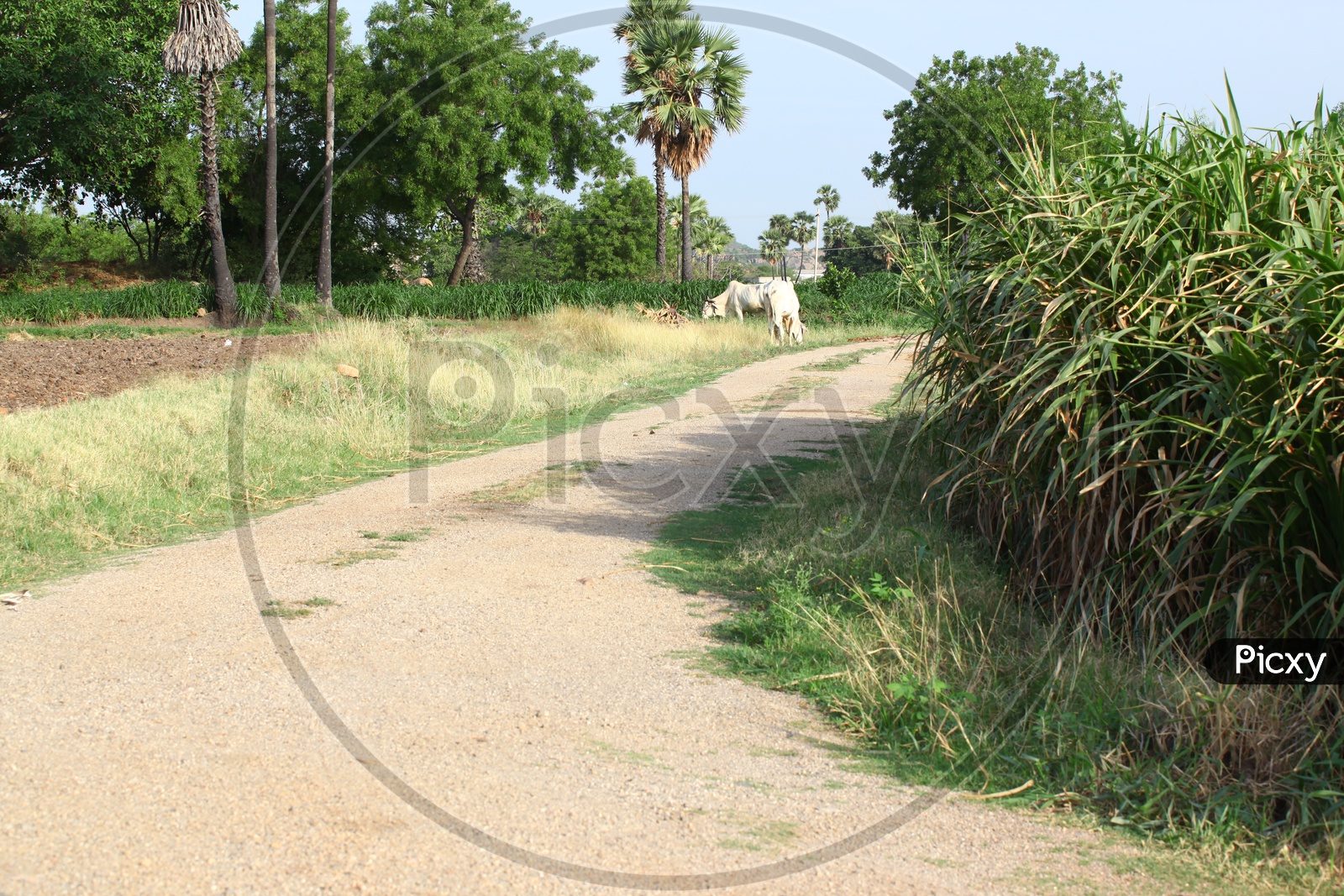 Pathways In Village Farm Feilds