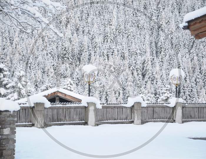 Spruce trees and wooden fence covered with snow
