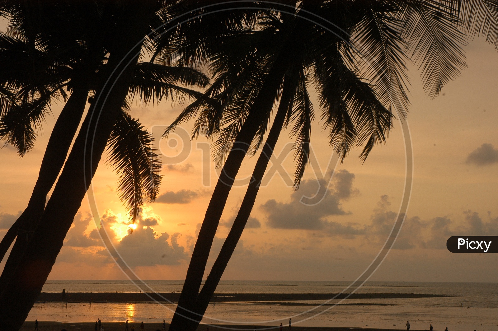 Silhouette of coconut trees during sunrise or sunset near the beach