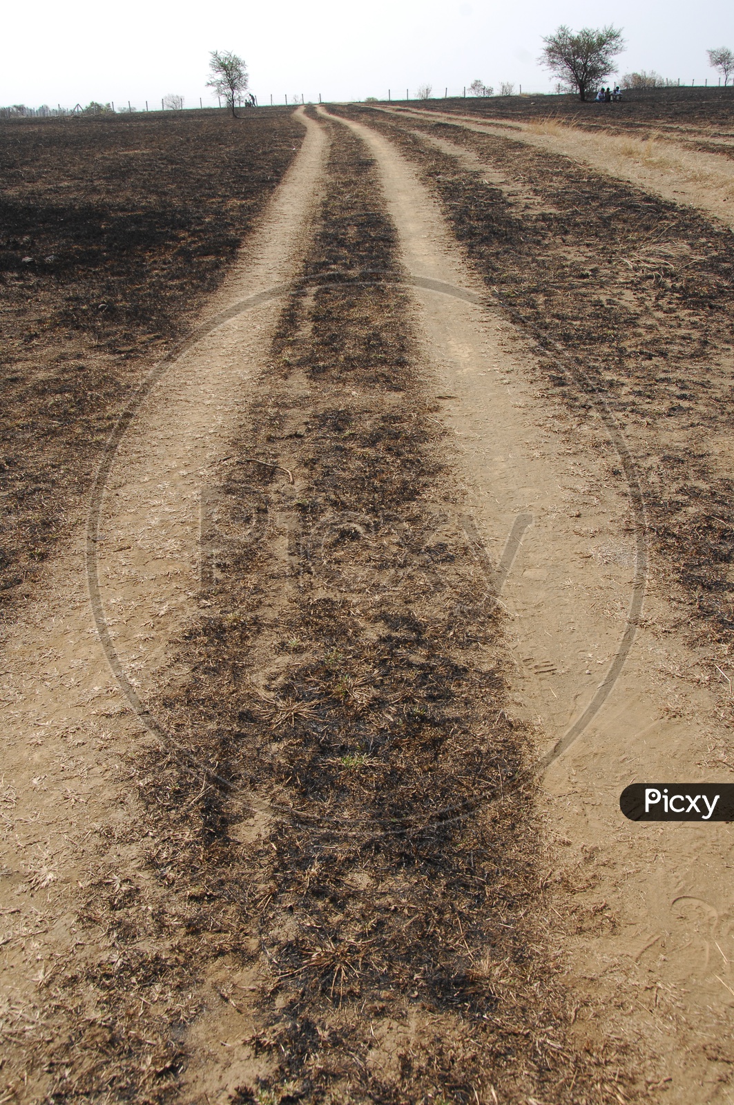 A dry land with burned grass