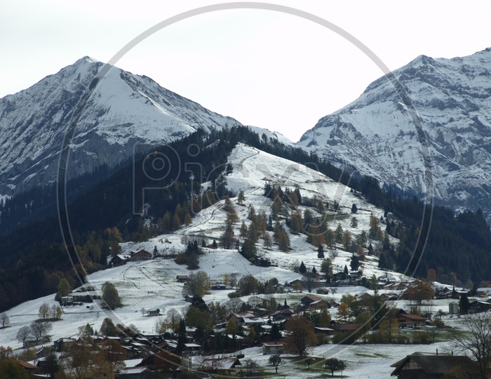 View of Swiss Alps covered with snow and spruce trees
