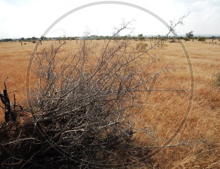 Dry Grass in Open Land