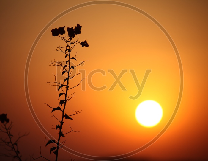 Silhouette of flowers during sunset