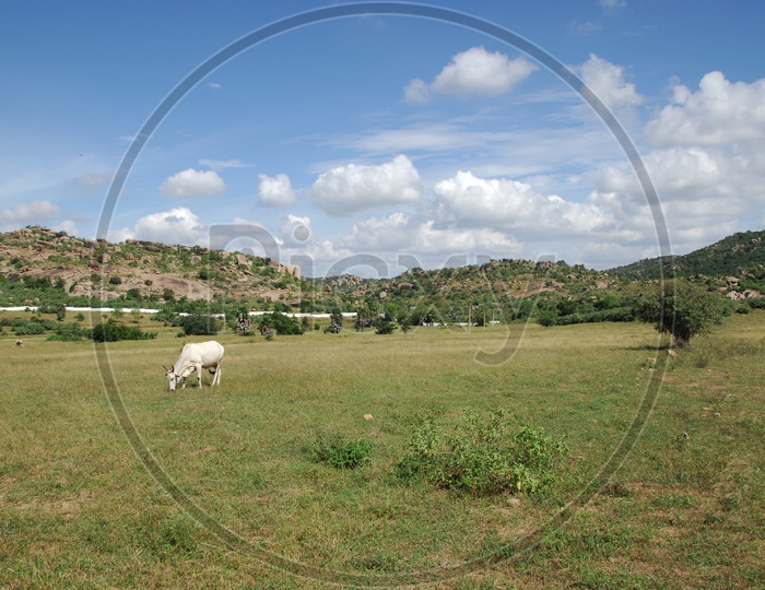 cattle grazing in an open green land
