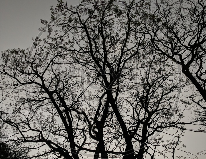 Silhouette Of a Leafless Tree over a Sky