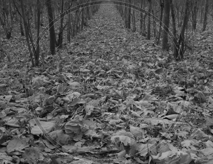 A path with full of dry leafs