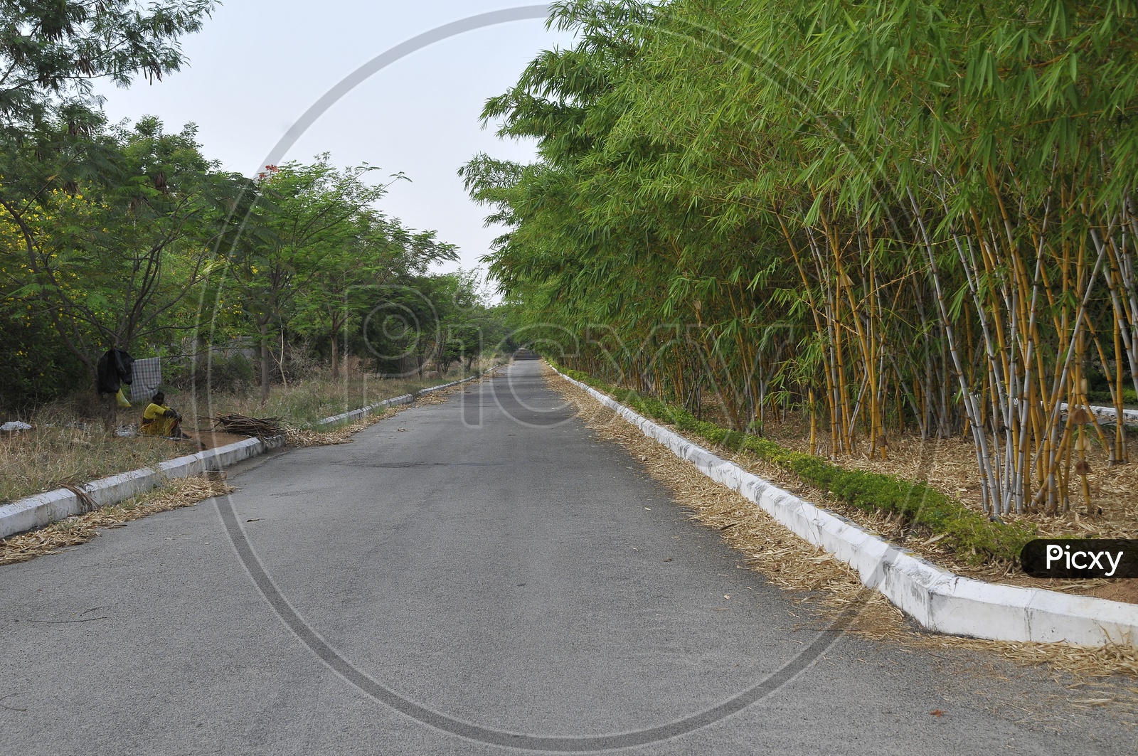 A Roadway covered with trees