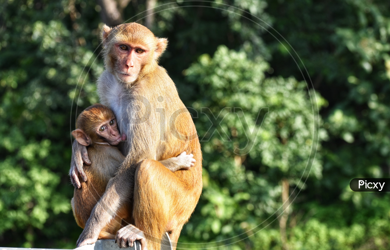 Mother with child monkey