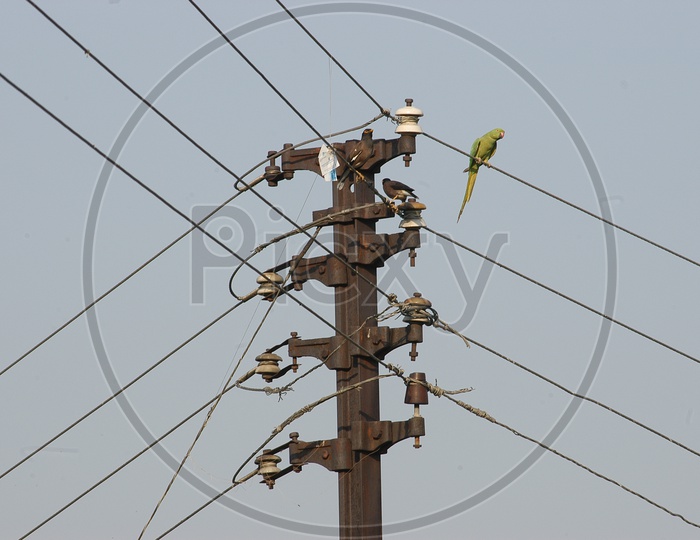 A parrot on a power transmission line