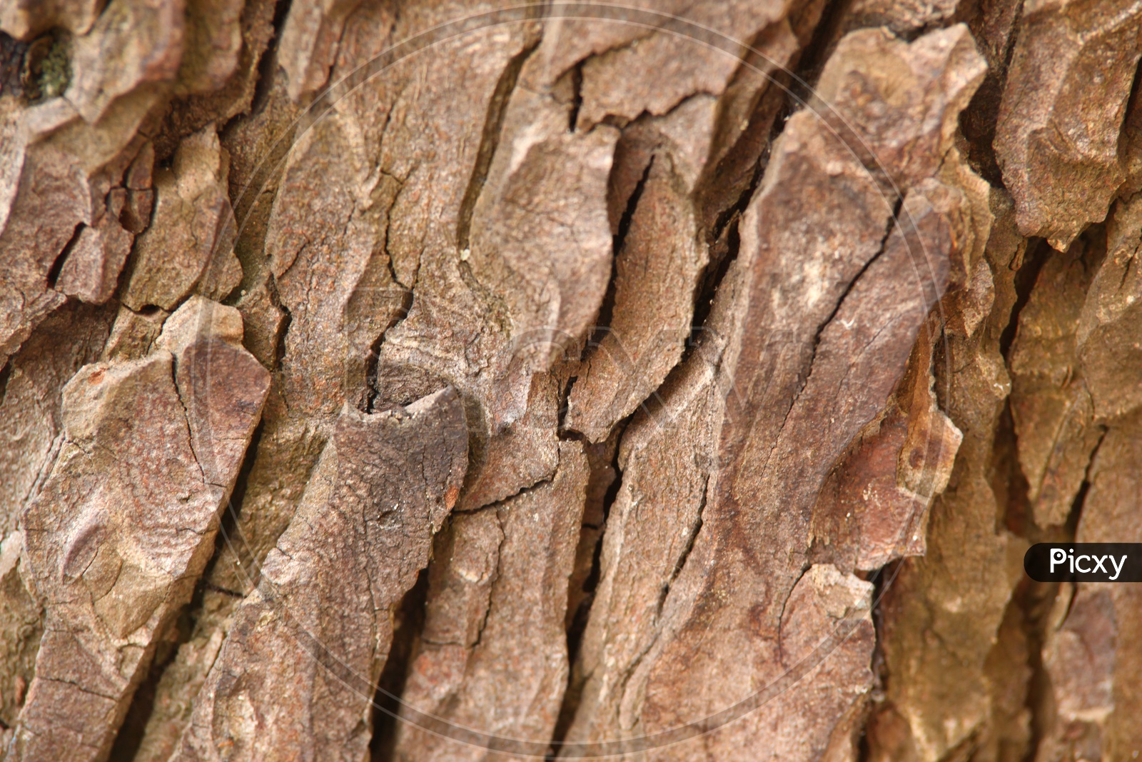 Close of a tree bark