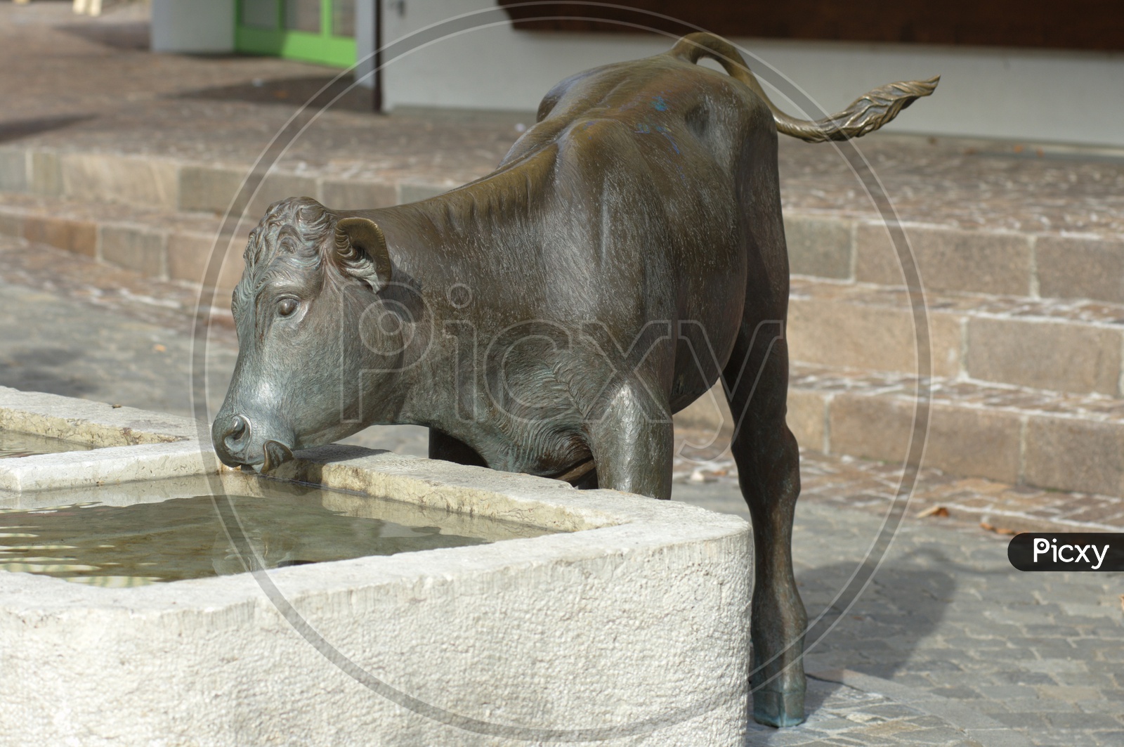 A Cow Drinking Water Statue
